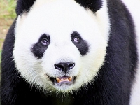 Femke Quatfass - Panda