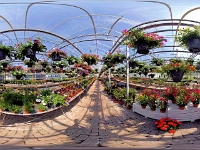 Harro Smit - 360 graden Petunia's